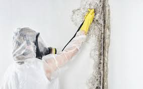 Best Black Mold Removal in Fayetteville, GA